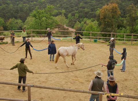 ¿Sabías que…  existen CURSOS de COACHING CON CABALLOS para directivos?